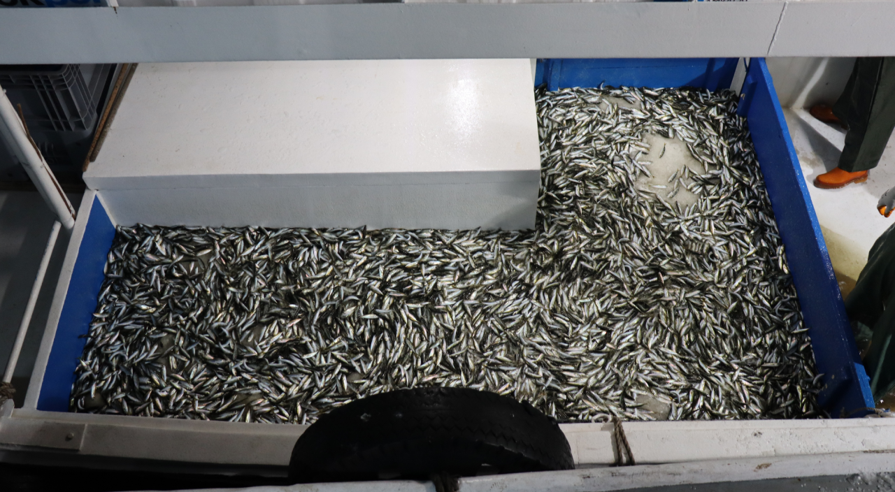 Sezonun açılmasıyla balıkçılar ilk siftahlarını yaptılar